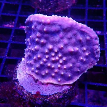 Bouture Turbinaria Mesenterina polypes jaunes