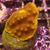 Bouture Turbinaria Mesenterina polypes jaunes