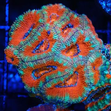 Bouture Acanthastreas Lordhowensis 'select'