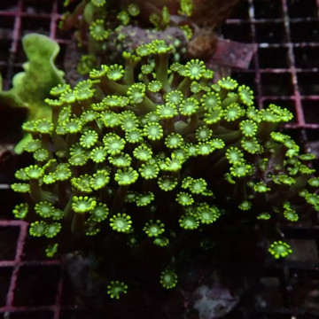 Bouture Alveopora Australie 5-6 cm