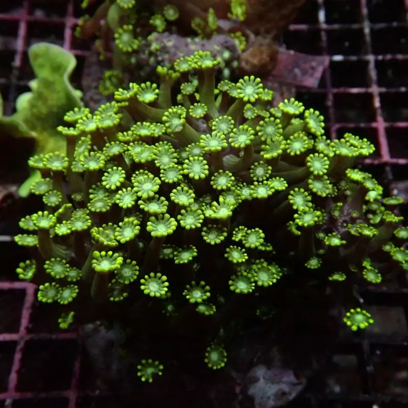 Bouture Alveopora Australie 5-6 cm