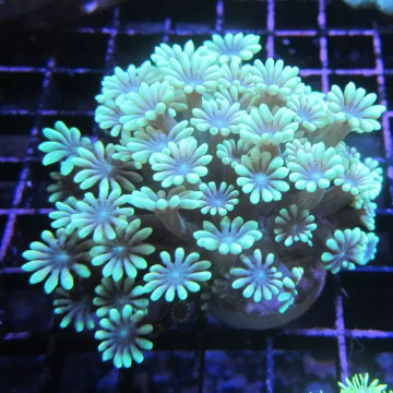 Bouture Alveopora Australie 28,50 € Poissondor