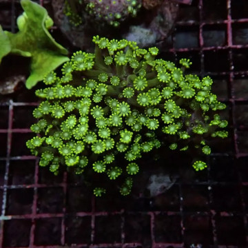 Bouture Alveopora Australie 28,50 € Poissondor