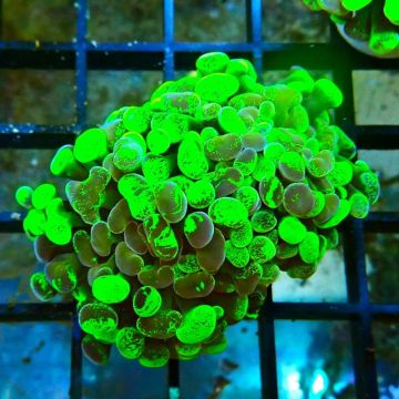 Bouture Euphyllia parancora marbble (2 polypes)