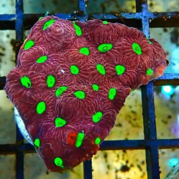 Bouture Favites "pentagona red" 3-4 cm