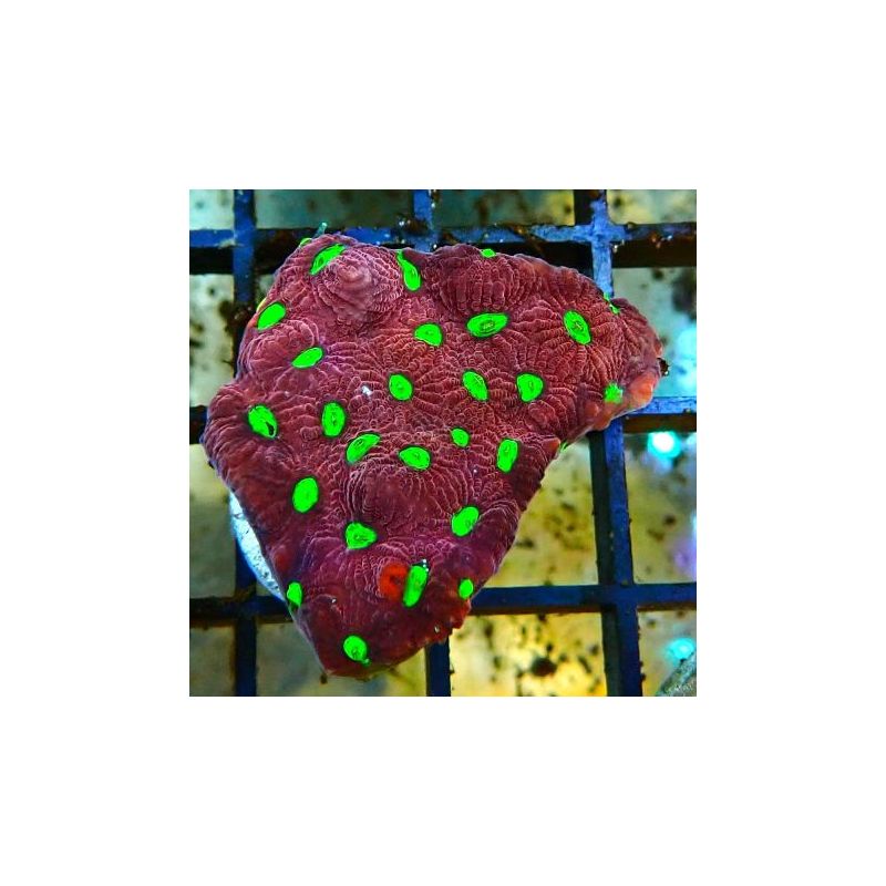 Bouture Favites "pentagona red" 3-4 cm