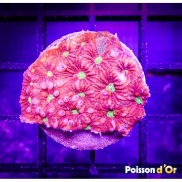 Bouture Favites "pentagona red" 3-4 cm