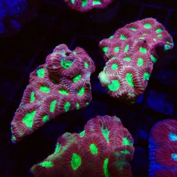 Bouture Favites "pentagona red" 3-4 cm