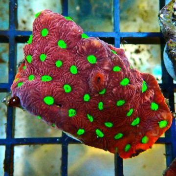 Bouture Favites "pentagona red" 3-4 cm