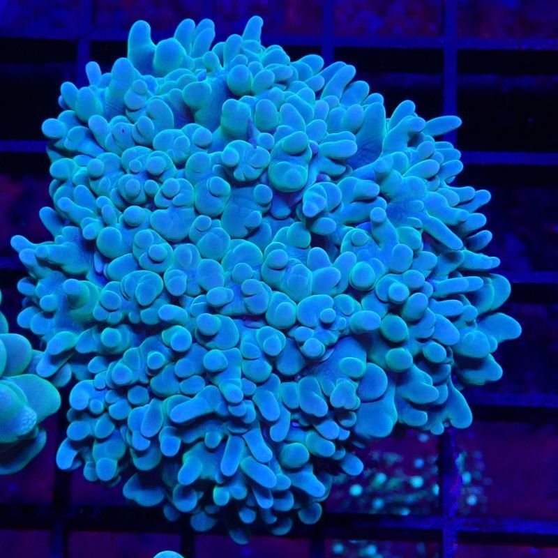 Bouture Physogyra lichtensteini vert 3-5 cm 