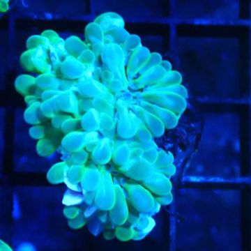 Bouture Physogyra 3-5 cm 28,50 € Poissondor