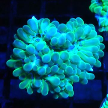 Bouture Physogyra lichtensteini vert 3-5 cm 