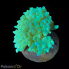 Bouture Physogyra lichtensteini vert 3-5 cm 