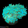 Bouture Physogyra lichtensteini vert 3-5 cm 