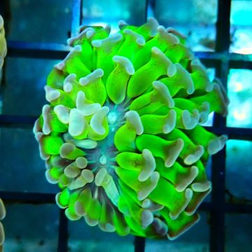 Bouture Euphyllia parancora vert à pointes mauves- 1 polype