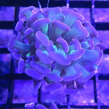 Bouture Euphyllia parancora vert à pointes mauves- 1 polype