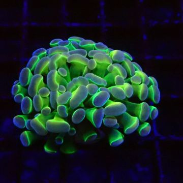 Bouture Euphyllia parancora vert à pointes mauves- 1 polype