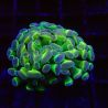 Bouture Euphyllia parancora vert à pointes mauves- 1 polype