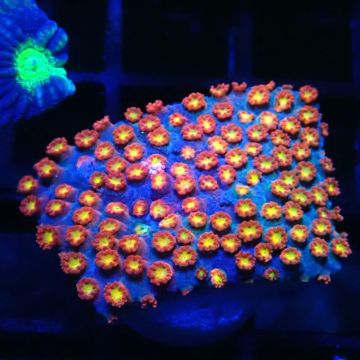 Bouture Bernardopora bicolor 39,50 € Poissondor