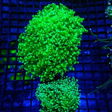 Bouture Euphyllia Paradivisa vert