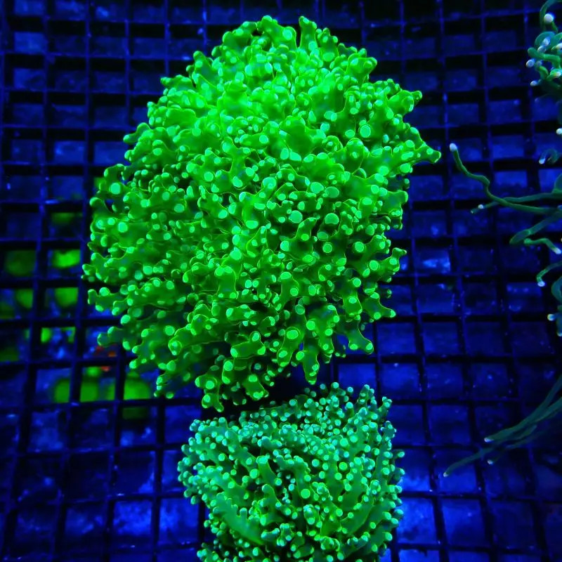 Bouture Euphyllia Paradivisa vert