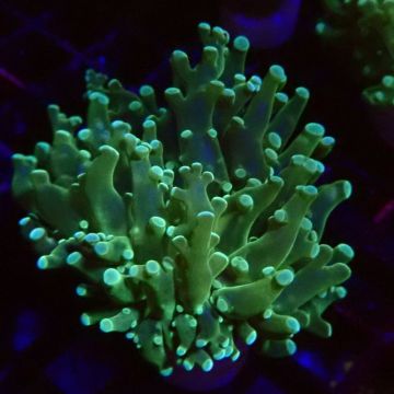 Bouture Euphyllia Paradivisa vert
