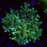 Bouture Euphyllia Paradivisa vert