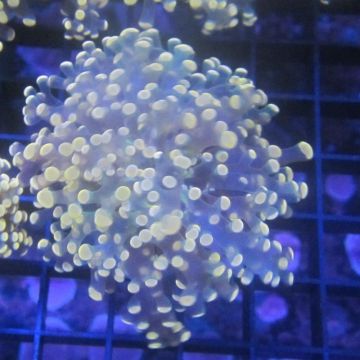 Bouture Euphyllia Divisa Orangé (1 polype)