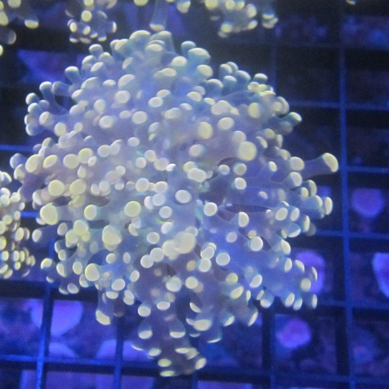 Bouture Euphyllia Paradivisa Orangé (1 polype de 5 cm ouvert)