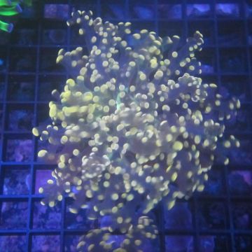 Bouture Euphyllia Paradivisa Orangé (1 polype de 5 cm ouvert)