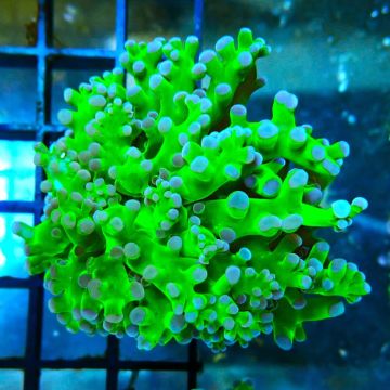 Bouture Euphyllia Glabrescens 'toxic green' (2 polypes)