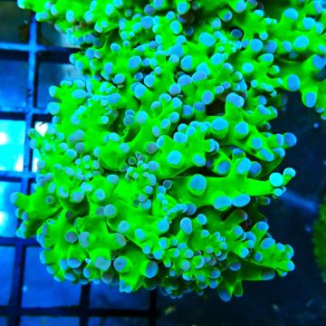 Bouture Euphyllia Glabrescens 'toxic green' (2 polypes)
