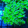 Bouture Euphyllia Glabrescens 'toxic green' (2 polypes)