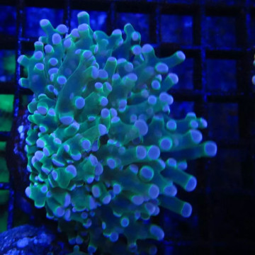 Bouture Euphyllia Glabrescens 'toxic green' (2 polypes)