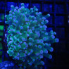 Bouture Euphyllia Glabrescens 'toxic green' (2 polypes)