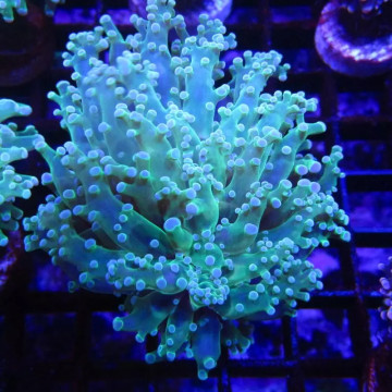 Bouture Euphyllia Glabrescens 'toxic green' (2 polypes)