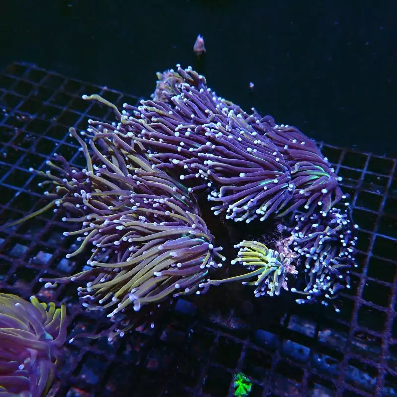 Bouture Euphyllia fake Holy Grail (1 polype)