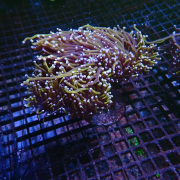 Bouture Euphyllia fake Holy Grail (1 polype)