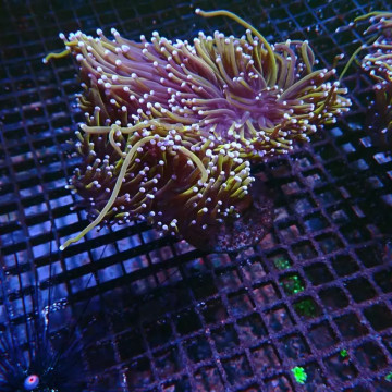 Bouture Euphyllia fake Holy Grail (1 polype)