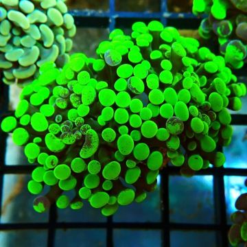 Bouture Euphyllia parancora vert fluo (2 polypes)