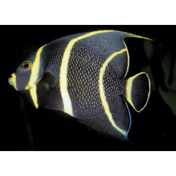 Pomacanthus Paru juvenile : 4-6 cm