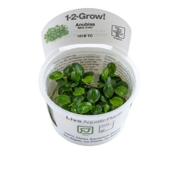 Tropica 1-2-Grow! Anubias minicoin 
