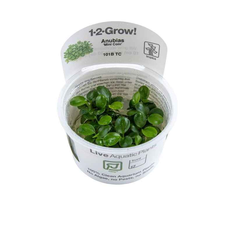 Tropica 1-2-Grow! Anubias minicoin 