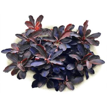 Bucephalandra sp thaia red