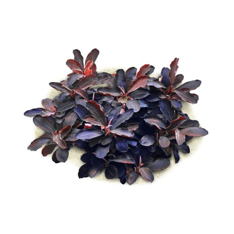 Bucephalandra sp thaia red