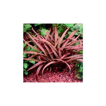 Cryptocoryne balansae pink