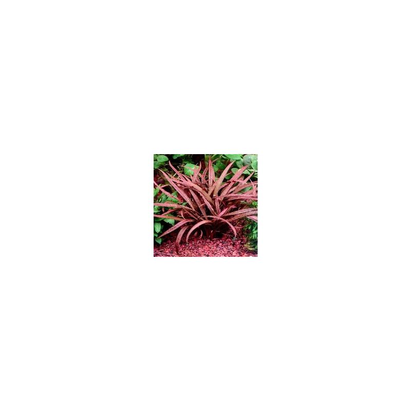 Cryptocoryne balansae pink Cryptocoryne balansae pink