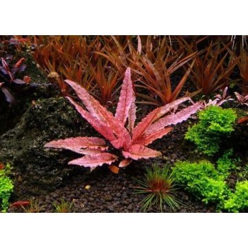 Cryptocoryne wendtii flamingo