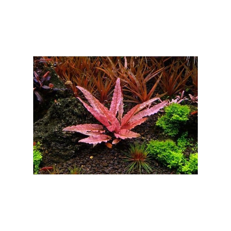 Cryptocoryne wendtii flamingo Cryptocoryne wendtii flamingo
