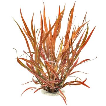 Cryptocoryne spiralis tiger